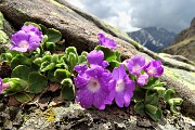 72 Primula hirsuta sulla roccia